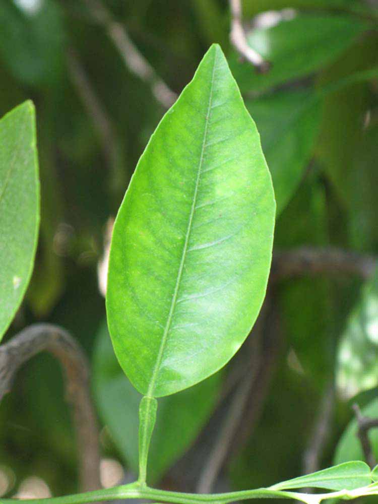              Unifoliolate leaf (Riverside, CA)       